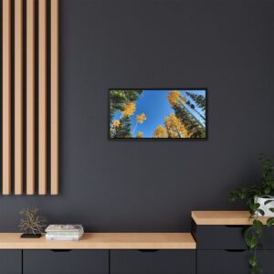 Golden Aspens Matte Canvas Print — Framed Wall Art