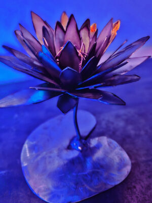 Actual Water Lily